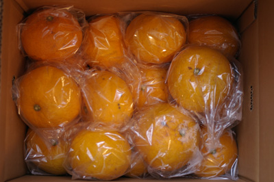 甘夏5kg